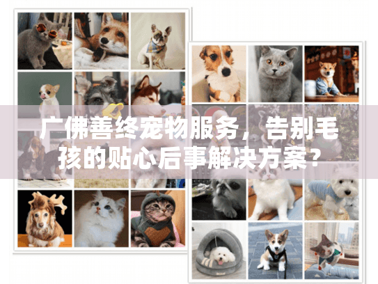 广佛善终宠物服务，告别毛孩的贴心后事解决方案？
