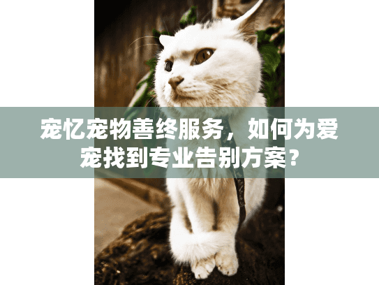 宠忆宠物善终服务，如何为爱宠找到专业告别方案？