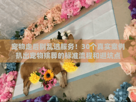 宠物走后别乱选服务！30个真实案例扒出宠物殡葬的标准流程和避坑点