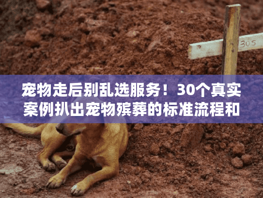宠物走后别乱选服务！30个真实案例扒出宠物殡葬的标准流程和避坑点