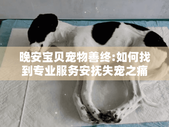 晚安宝贝宠物善终:如何找到专业服务安抚失宠之痛?