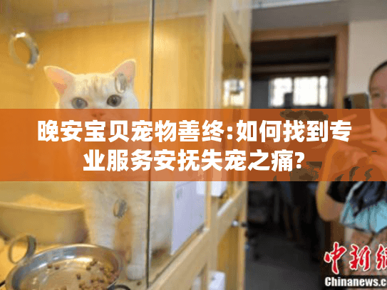 晚安宝贝宠物善终:如何找到专业服务安抚失宠之痛?