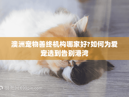 澳洲宠物善终机构哪家好?如何为爱宠选到告别港湾