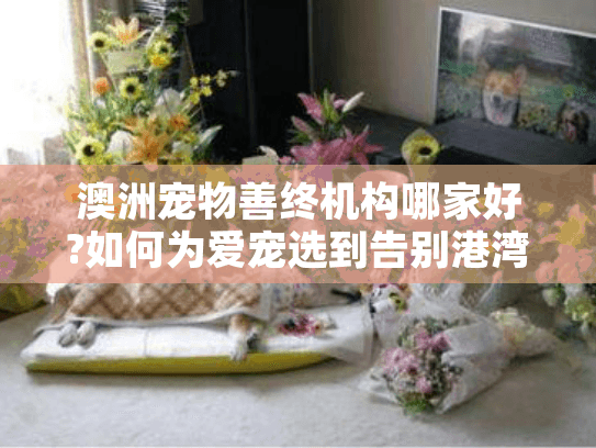 澳洲宠物善终机构哪家好?如何为爱宠选到告别港湾