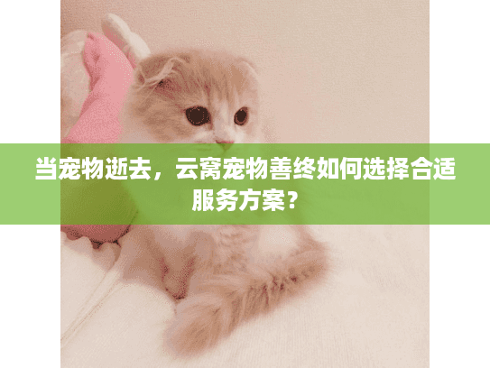 当宠物逝去，云窝宠物善终如何选择合适服务方案？
