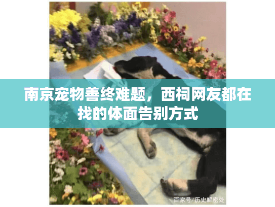 南京宠物善终难题，西祠网友都在找的体面告别方式