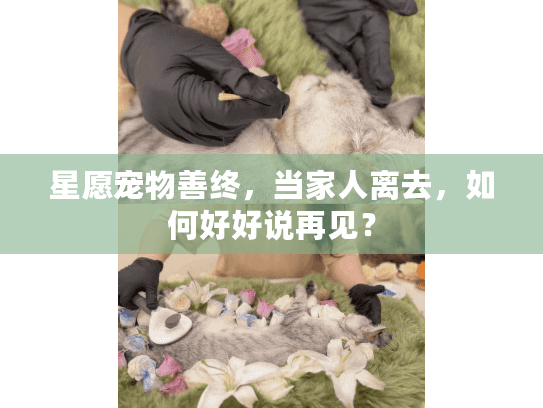 星愿宠物善终，当家人离去，如何好好说再见？