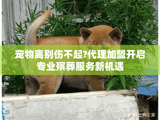 宠物离别伤不起?代理加盟开启专业殡葬服务新机遇