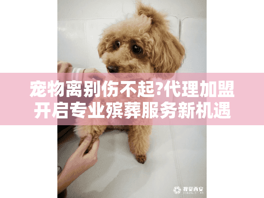 宠物离别伤不起?代理加盟开启专业殡葬服务新机遇