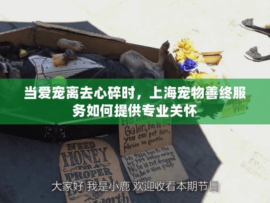 当爱宠离去心碎时，上海宠物善终服务如何提供专业关怀