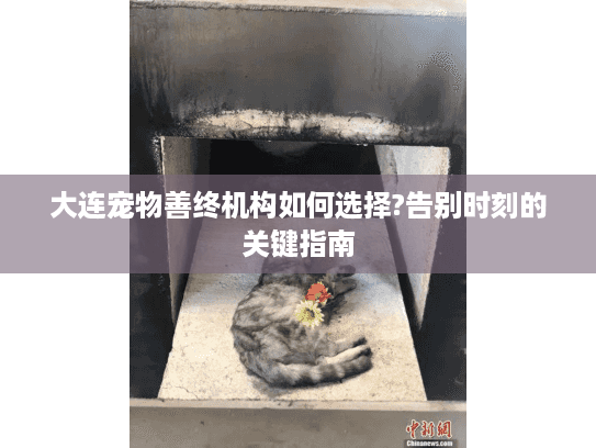 大连宠物善终机构如何选择?告别时刻的关键指南