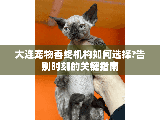 大连宠物善终机构如何选择?告别时刻的关键指南