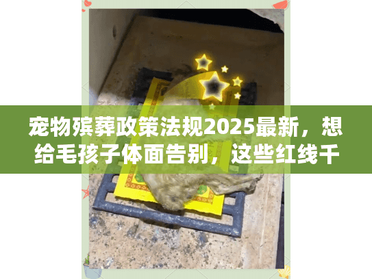 宠物殡葬政策法规2025最新，想给毛孩子体面告别，这些红线千万不能踩？