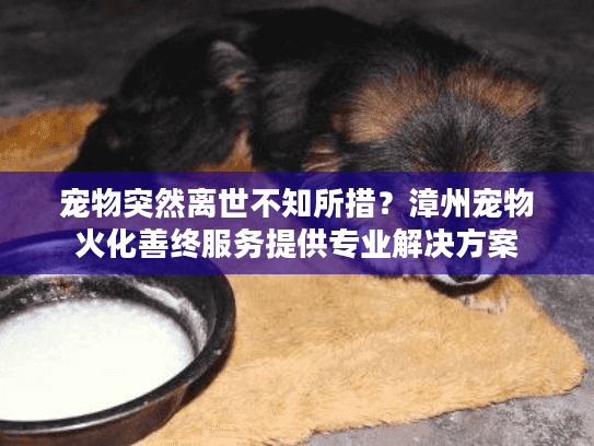 宠物突然离世不知所措？漳州宠物火化善终服务提供专业解决方案