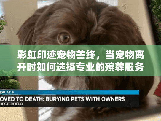 彩虹印迹宠物善终，当宠物离开时如何选择专业的殡葬服务？