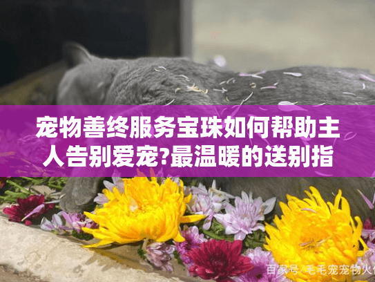 宠物善终服务宝珠如何帮助主人告别爱宠?最温暖的送别指南