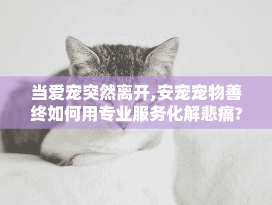 当爱宠突然离开,安宠宠物善终如何用专业服务化解悲痛?