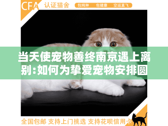 当天使宠物善终南京遇上离别:如何为挚爱宠物安排圆满告别？