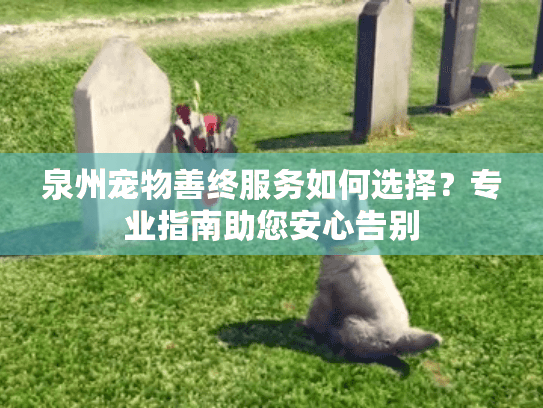 泉州宠物善终服务如何选择？专业指南助您安心告别