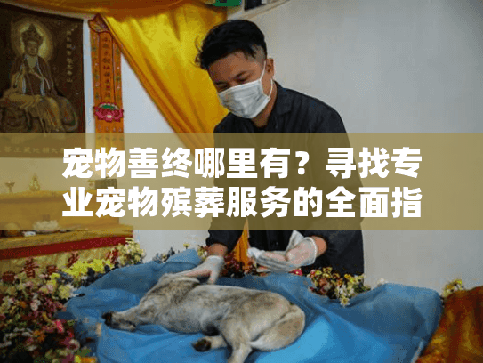 宠物善终哪里有？寻找专业宠物殡葬服务的全面指南