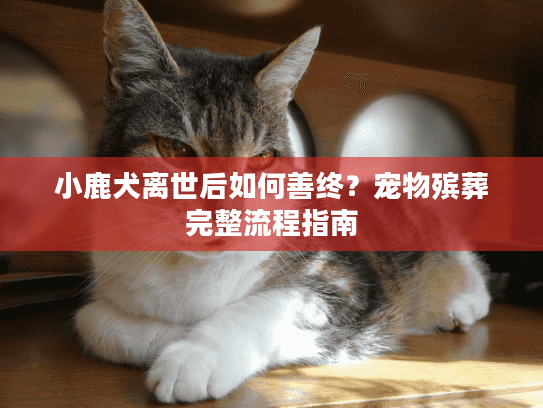 小鹿犬离世后如何善终？宠物殡葬完整流程指南