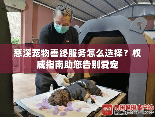 慈溪宠物善终服务怎么选择？权威指南助您告别爱宠