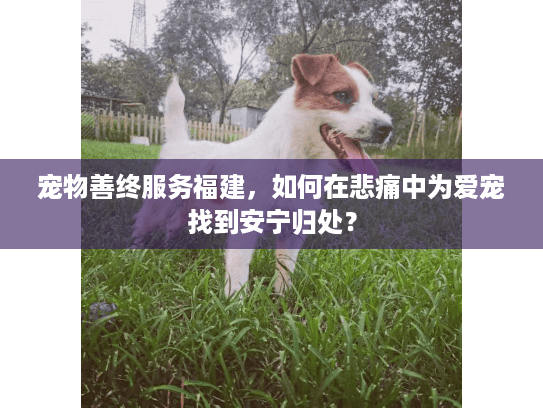 宠物善终服务福建，如何在悲痛中为爱宠找到安宁归处？