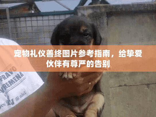 宠物礼仪善终图片参考指南，给挚爱伙伴有尊严的告别