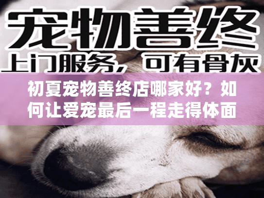 初夏宠物善终店哪家好？如何让爱宠最后一程走得体面又安心