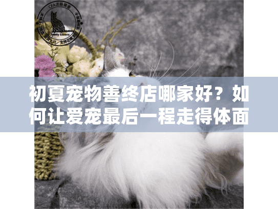 初夏宠物善终店哪家好？如何让爱宠最后一程走得体面又安心
