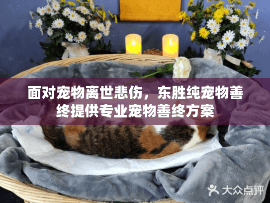 面对宠物离世悲伤，东胜纯宠物善终提供专业宠物善终方案