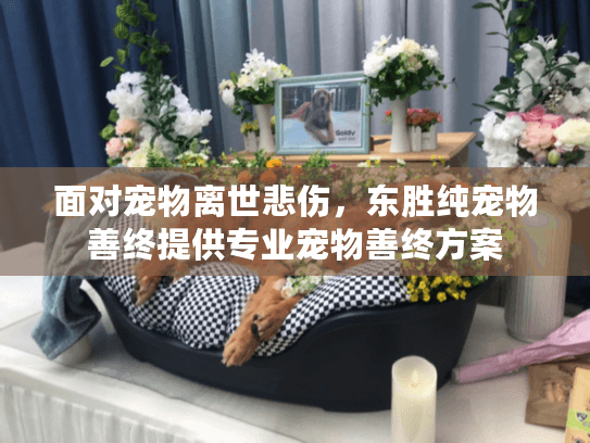 面对宠物离世悲伤，东胜纯宠物善终提供专业宠物善终方案