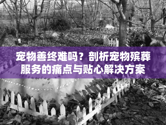 宠物善终难吗？剖析宠物殡葬服务的痛点与贴心解决方案