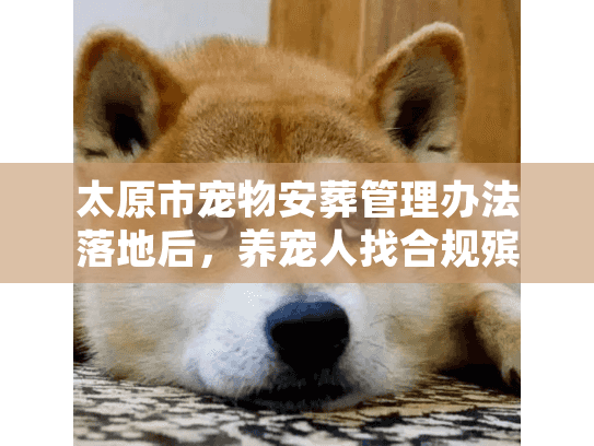 太原市宠物安葬管理办法落地后，养宠人找合规殡葬服务还踩坑？