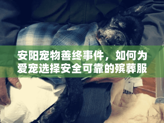 安阳宠物善终事件，如何为爱宠选择安全可靠的殡葬服务？