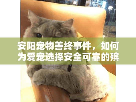 安阳宠物善终事件，如何为爱宠选择安全可靠的殡葬服务？