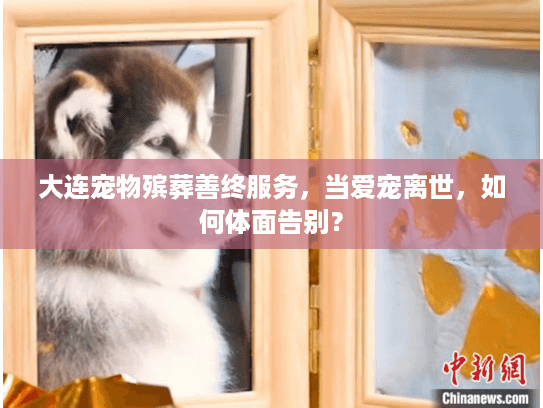 大连宠物殡葬善终服务，当爱宠离世，如何体面告别？