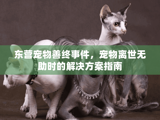 东营宠物善终事件，宠物离世无助时的解决方案指南