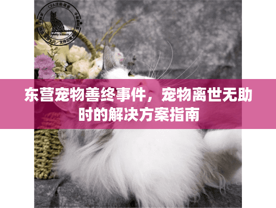 东营宠物善终事件，宠物离世无助时的解决方案指南