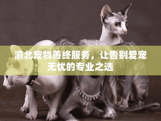 渝北宠物善终服务，让告别爱宠无忧的专业之选