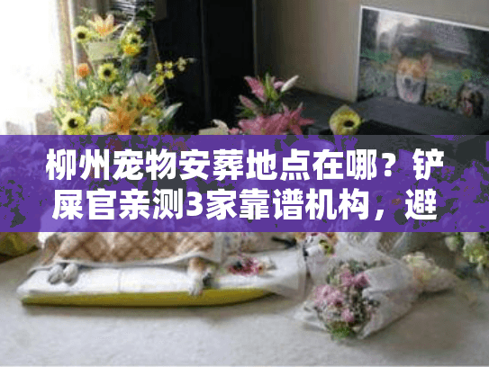 柳州宠物安葬地点在哪？铲屎官亲测3家靠谱机构，避坑指南藏在这里
