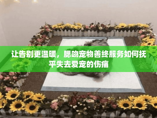 让告别更温暖，腮吻宠物善终服务如何抚平失去爱宠的伤痛