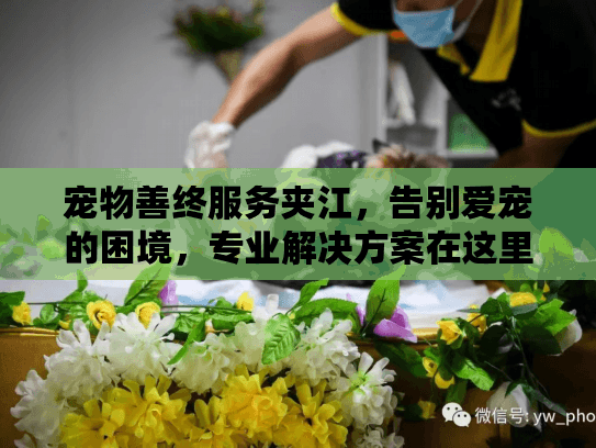 宠物善终服务夹江，告别爱宠的困境，专业解决方案在这里