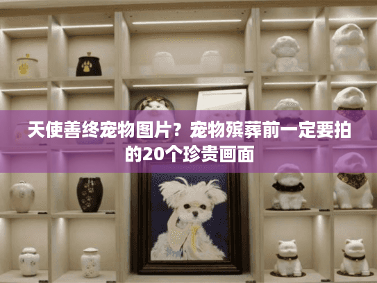 天使善终宠物图片？宠物殡葬前一定要拍的20个珍贵画面