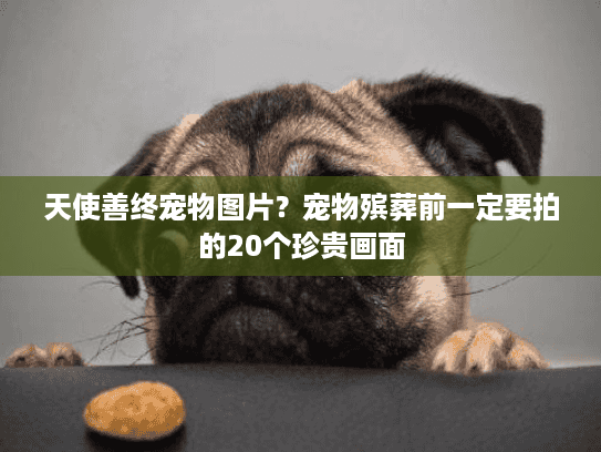 天使善终宠物图片？宠物殡葬前一定要拍的20个珍贵画面