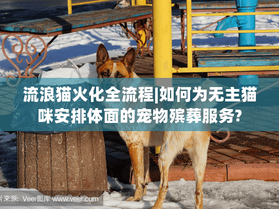 流浪猫火化全流程|如何为无主猫咪安排体面的宠物殡葬服务?