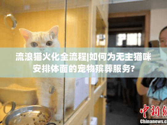 流浪猫火化全流程|如何为无主猫咪安排体面的宠物殡葬服务?