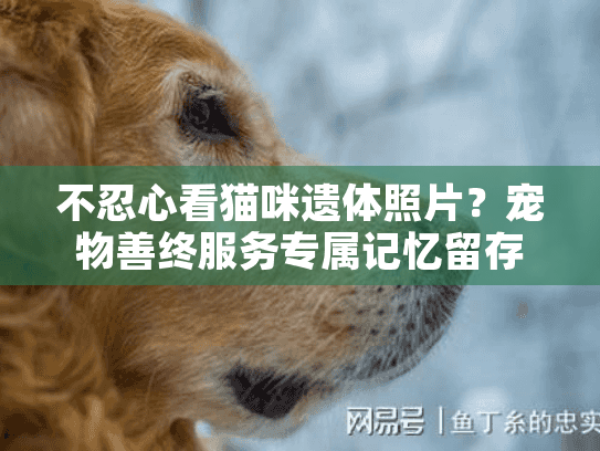 不忍心看猫咪遗体照片？宠物善终服务专属记忆留存方案