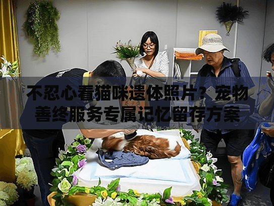 不忍心看猫咪遗体照片？宠物善终服务专属记忆留存方案