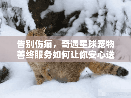 告别伤痛，奇遇星球宠物善终服务如何让你安心送别爱宠
